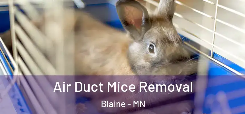 Air Duct Mice Removal Blaine - MN